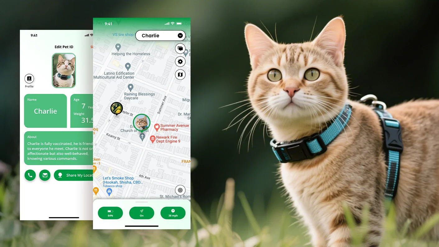 Complete Guide to Indoor and Outdoor Cat Tracking: From Collar Selection to Tracking Setup